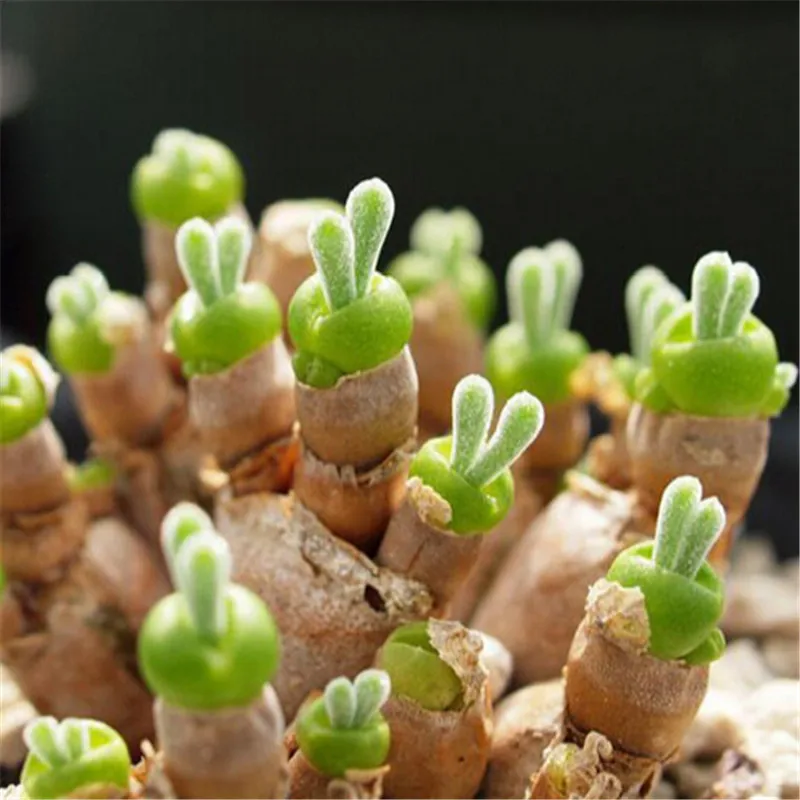 

Monilaria obconica 100pcs /set Cute Lovely mini rabbit style Succulents Bonsai Plant Indoor Plant Home Garden Decoration