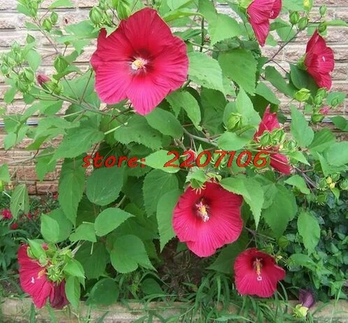 Купить Семена Гибискуса На Озон