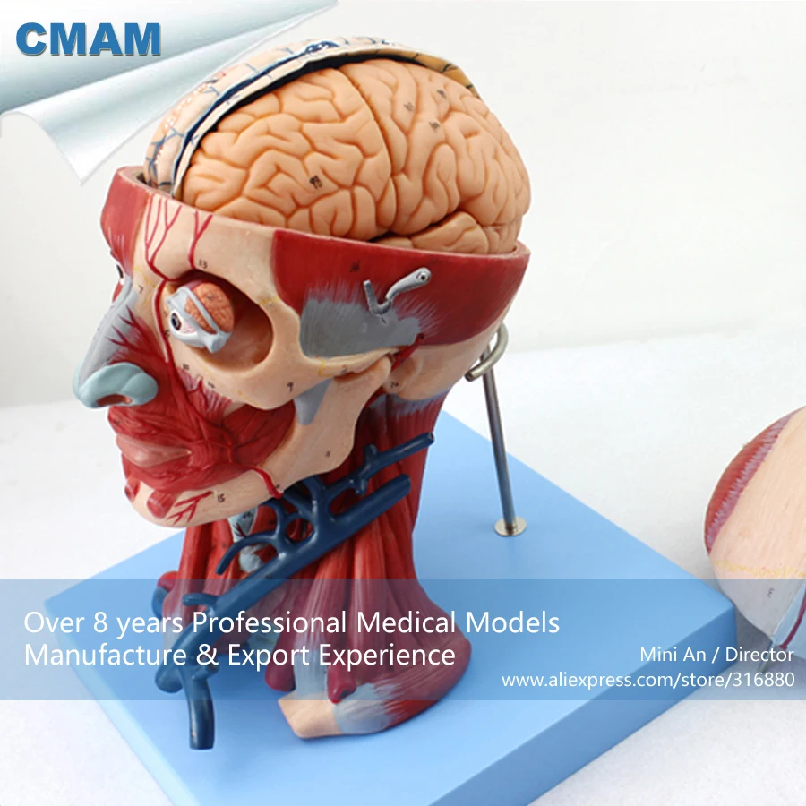 12309 / CMAM MUSCLE15 Human Head with Muscles Anatomy Model , Medical