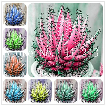 Rare Color Aloe Bonsai 100 Pcs Succulent Cactus Plants, edible, medicinaland Beauty cosmetic bonsai plants for home and garden