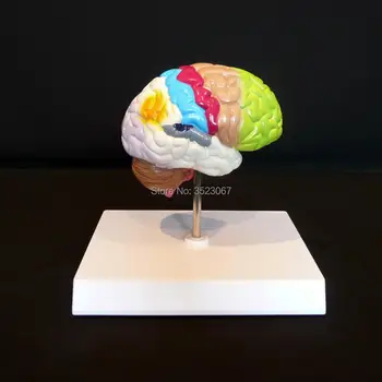

Human Brain Cross-Section Half Model Life size anatomy skeleton dental anatomical brain anatomia Exploded skull