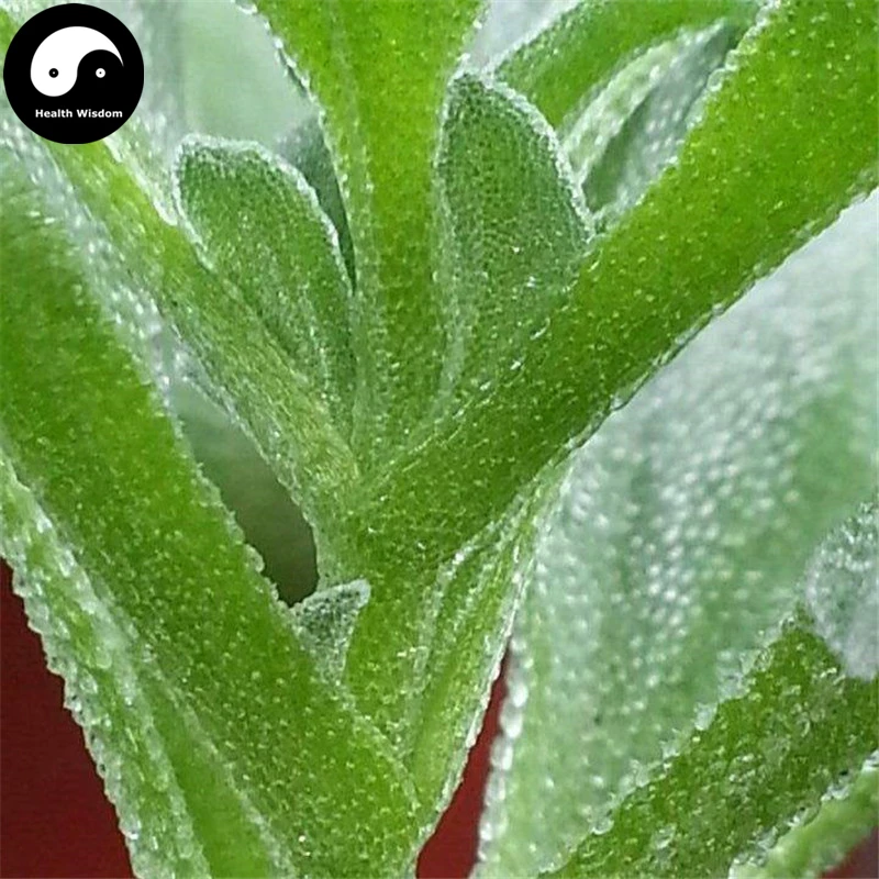 Buy Iceplant Vegetable Semente 100pcs Plant Ice Vegetable