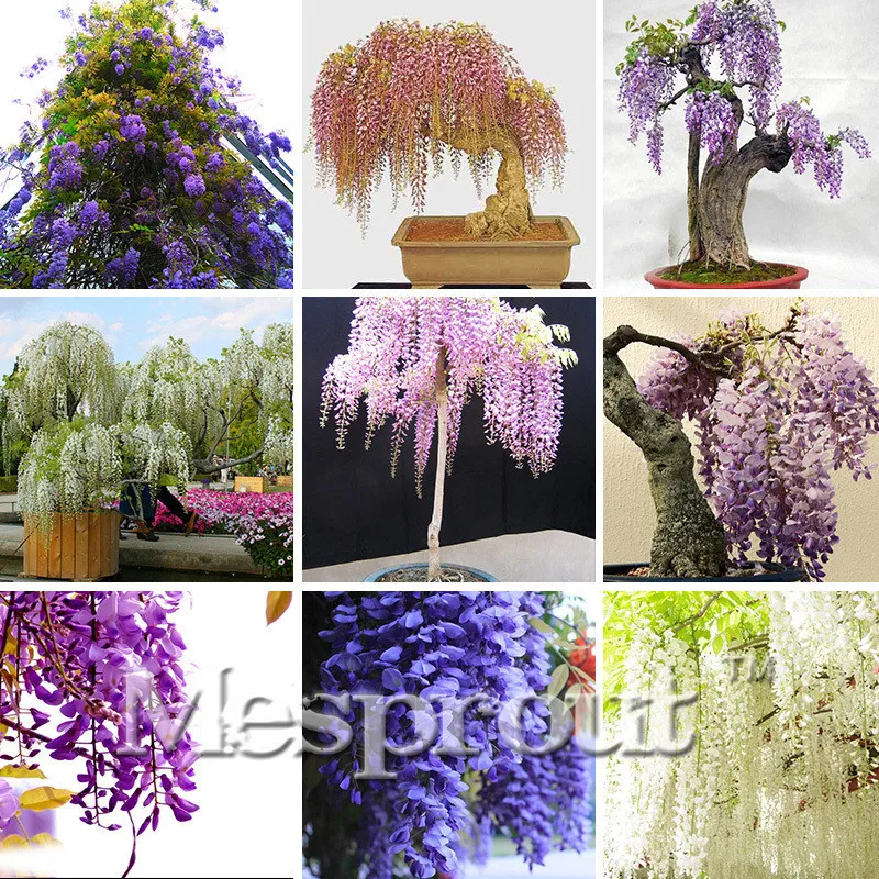 

Best-Selling! 5 pcs Wisteria Bonsai Wisteria Flower Bonsai, Wisteria Flower, Chinese Wisteria Bonsai Mixed COLORS Climb Rattan