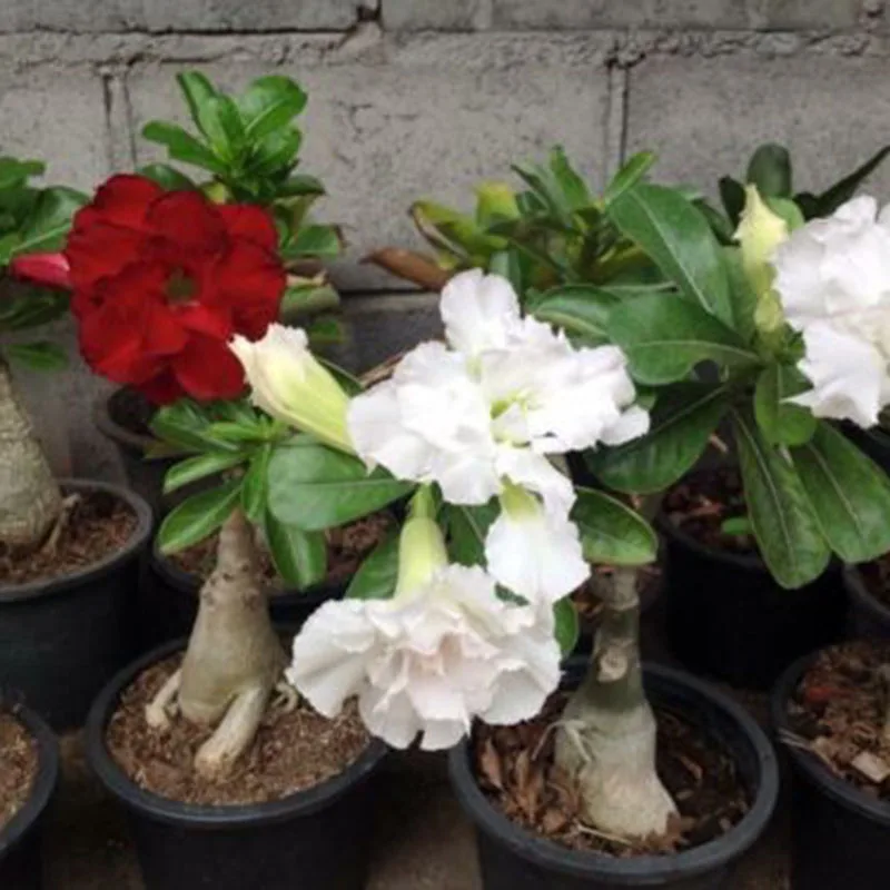 

120Pcs Desert Rose Bonsai Mixed Color Varieties Plants Bonsai Indoor potted Adenium Obesum Flower For Garden Dec Wholesale LC