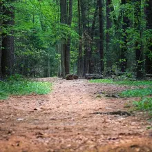 Зеленый лес evergreen road обои высокого качества компьютерная печать детский фон