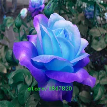 GGG Free Shipping 100 Midnight Supreme Rose Seeds , Rare color, Real seeds, Ideal DIY Home Garden Flower