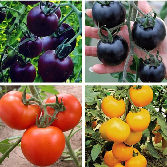Tomato Seeds 100PCS Pink King Home Garden Planting Vegetables Free Shipping USA 