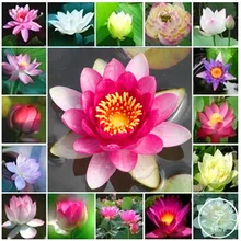 Акция! Дешевый Сад водяных лилий, бонсай Балконный цветок, водяная Лилия Горшечное растение, 20 шт./партия,# ZY4HSU
