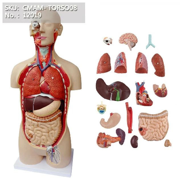 CMAM/12019 Torso,85cm,Male,18 parts, Plastic Human Body Teaching Anatomical Modelin Medical