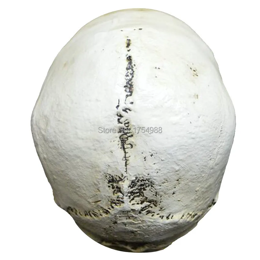 Resin Head Skull (4).jpg