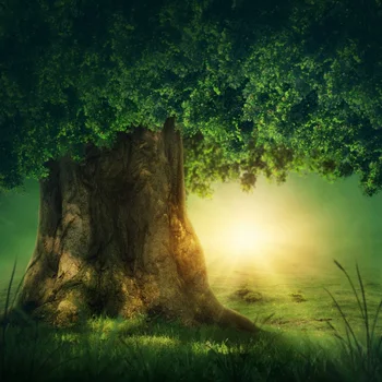

Laeacco Fairytale Old Tree Grass Shine Light Baby Child Scenic Photographic Background Photocall Photo Backdrop Photo Studio