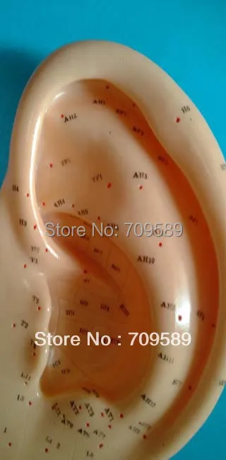 Профессиональная медицинская акупунктура для ушей модель 22 см|ear acupuncture model|acupuncture