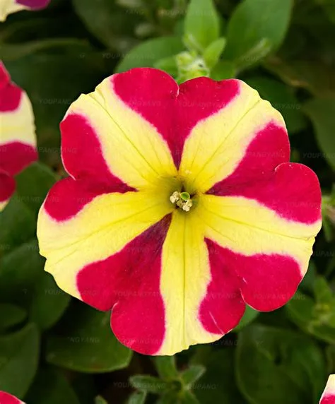 100 шт цветок петунии растения редкие красивые Петуния садовые цветы plantas para jardin комнатные бонсай дерево для украшения сада 100 шт цветок петунии растения редкие красивые Петуния садовые цветы plantas para jardin комнатные бонсай дерево для украшения сада