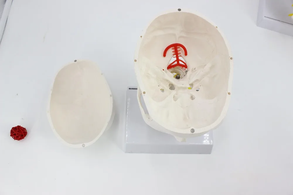 Человеческий череп с шейным позвоночником, модель затылочного черепа, анатомическая голова, медицинская модель, Обучающие принадлежности