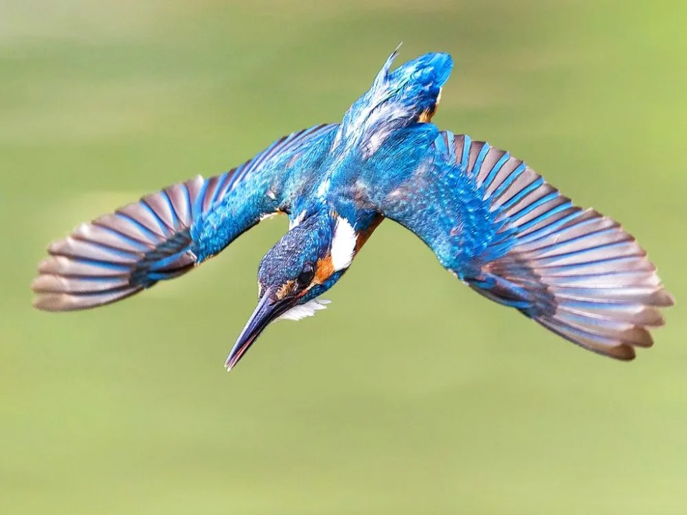 birds-wings-flying-bird-kingfisher-flight-beautiful-hd-wallpapers-of-1366x768 - 