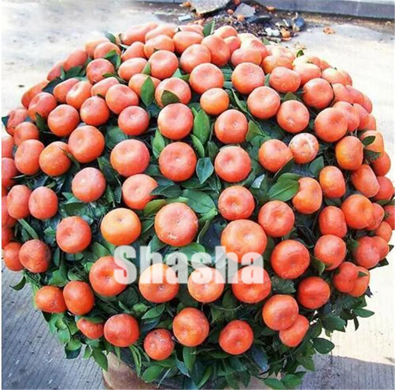 50 Pcs Citrus Reticulata Orange plant Dwarf Bonsai Mandarin Orange plant Edible Sweet Citrus Fruit Tree For Home Garden