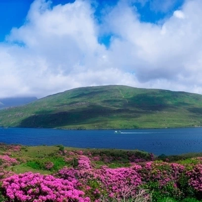 Killary Harbour  County Galway  Ireland; Harbour Scenic With Wildflowers Poster Print (44 x 18)