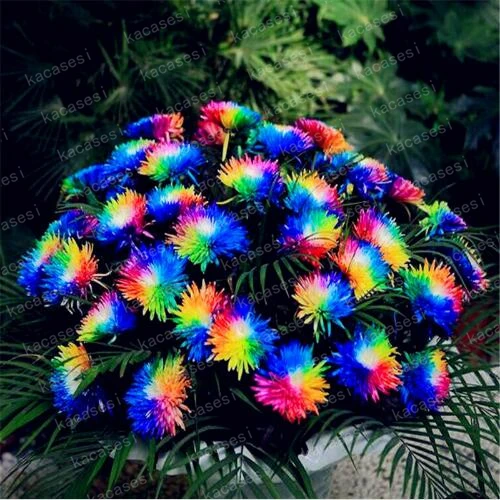 

200 pcs/bag rainbow daisy flores,chrysanthemum plantas,bonsai flower plante,beautiful potted plants for home garden
