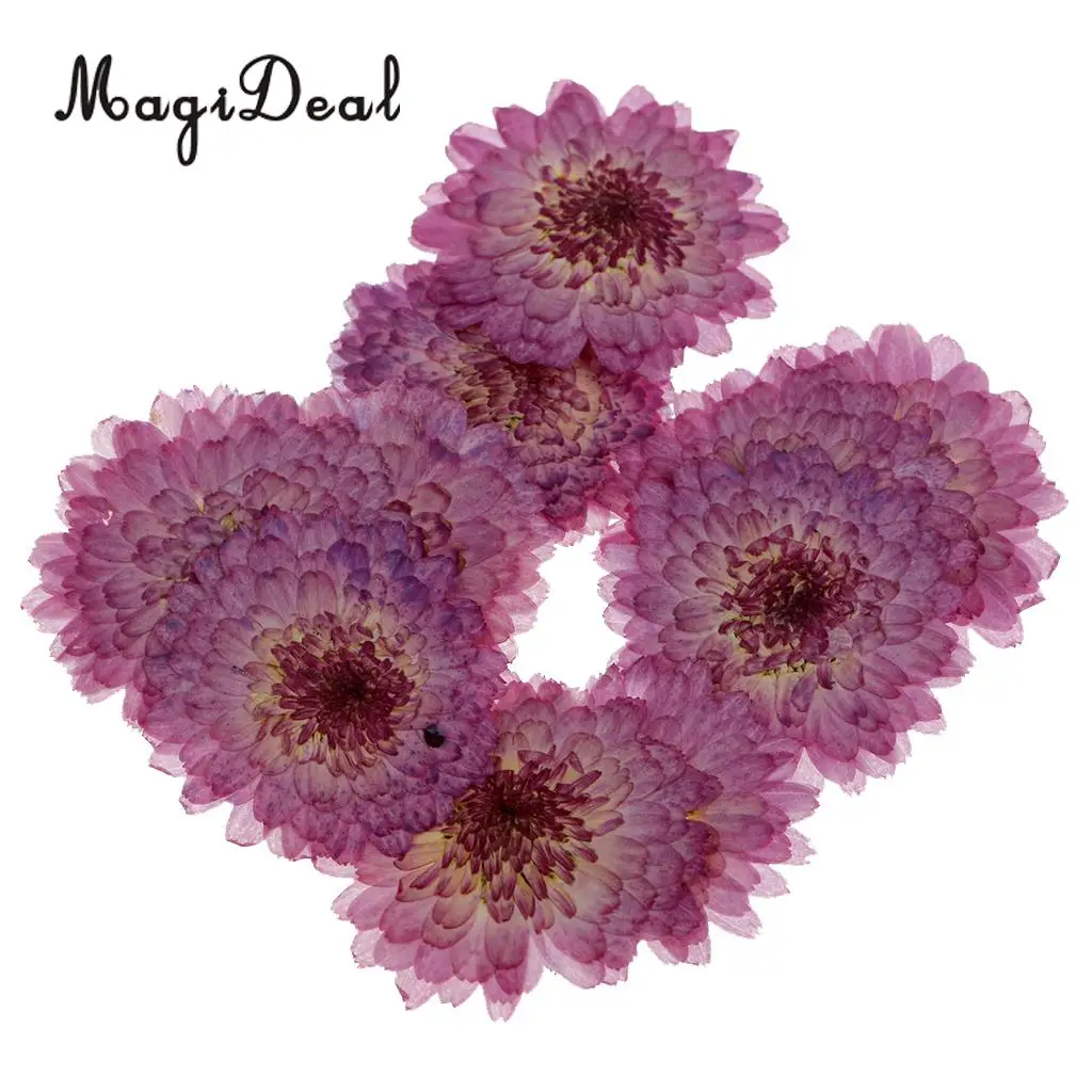20pcs Real Dried Flowers Pressed  Chrysanthemum for Wedding Decoration Scrapbooking DIY Arts Crafts Floral Decor