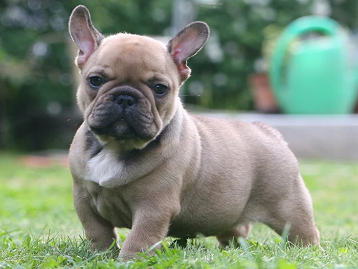 French-Buldog-Top-Ten-Cutest-Dog-Breeds