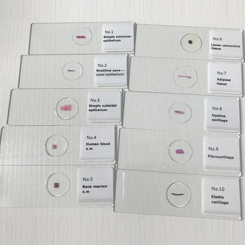 50pcs Mixed Histology Slides Set Histology Prepared Microscope Slides Set Educational Equipment Aliexpress