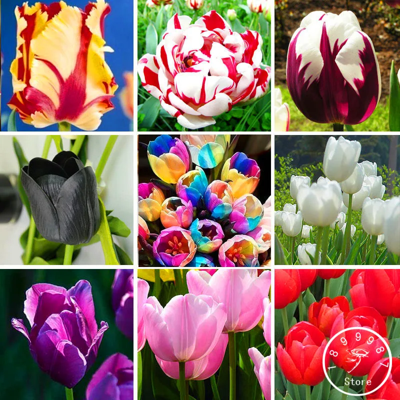 Por Whole Tropical Flowers Whole Tropical Flowers