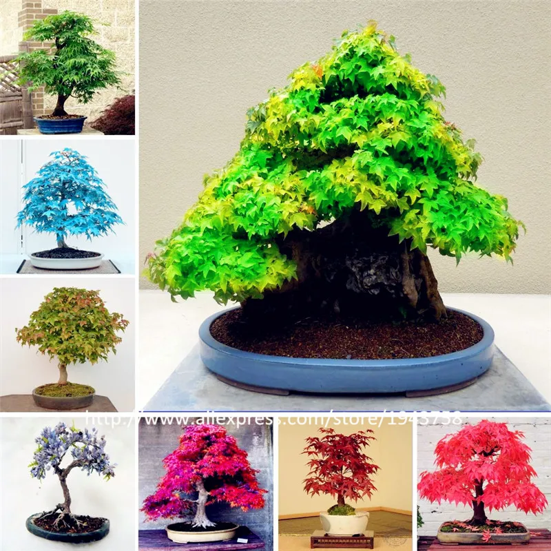 

Hot Sale 50 Pcs Multi-species Foliage Plants Bonsai Maple Green And Purple Color Red maple Bonsai home garden plants