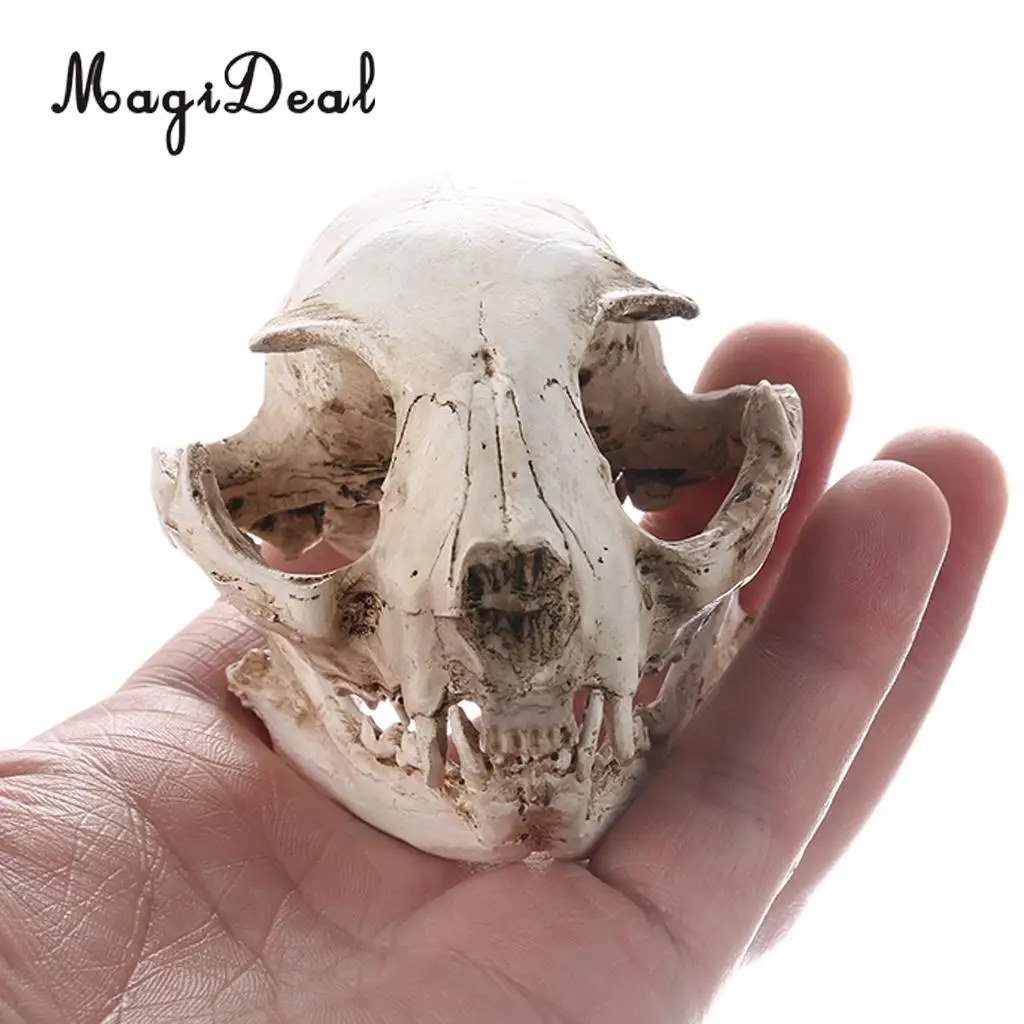 

MagiDeal 5 Styles Realistic Resin Cat / Head/Triceratops Skull Replica Medical Teaching Skeleton Model Ornament-Bar/Party Decor