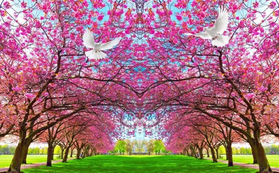 Cherry blossom peach blossom peace dove TV background wall paper mural beautiful scenery wallpapers Cherry blossom peach blossom peace dove TV background wall paper mural beautiful scenery wallpapers