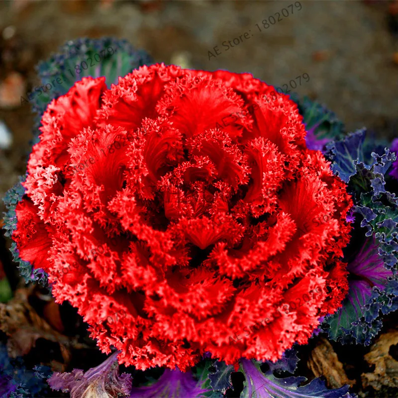 100 Pcs Cabbage Flowers Kale Plantas Organic Delicious Ornamental