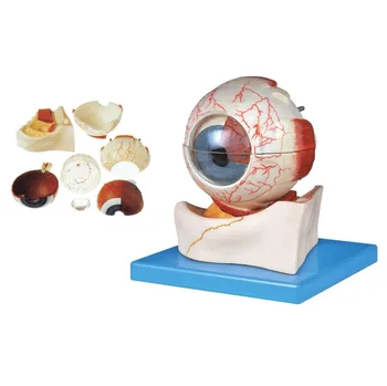 

Eye structure magnification model Ophthalmology teaching aid 5X 17*14.5*12.5cm free shipping