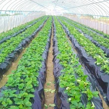 Нагревает почву. Убивает сорняки. Черный, 2x10 м 1 шелк, садовая полиэтиленовая пленка теплица пластиковая мульча. Пластик для инвернадеро