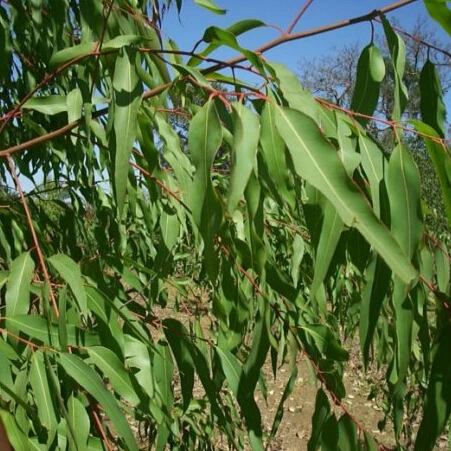 eucalyptus citriodora
