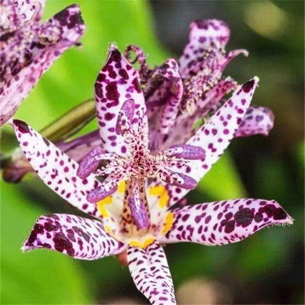 1000 Pc Strange Toad Lily Flower Petal Seedsplant Rare Lilium Fragrant Balcony Garden Spots Flowers Potted Plant bonsai Plantas 1000 Pc Strange Toad Lily Flower Petal Seedsplant Rare Lilium Fragrant Balcony Garden Spots Flowers Potted Plant bonsai Plantas