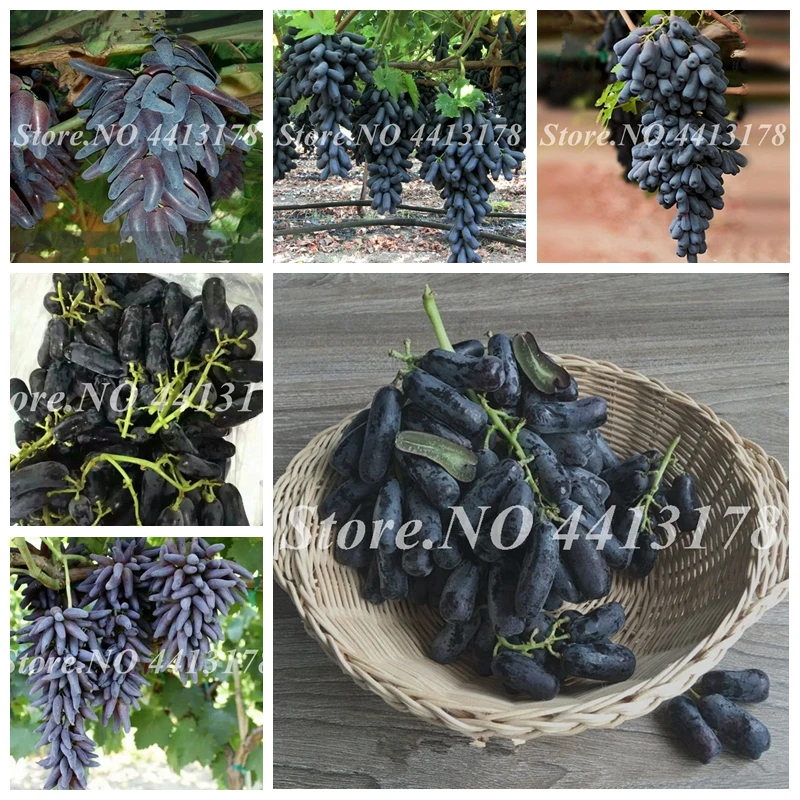 

50 Pcs Rare Black Grape Bonsai Miniature Outdoor Vine Potted Organic Fruit Planta Succulent Plant Easy to Grow Home Garden Decor