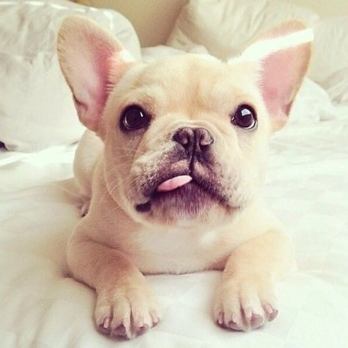 stitch frenchie