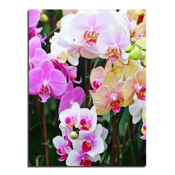 

Colorful orchid 30X40 Wholesale DIY Diamond Painting Home Decoration Rhinestone Wall Stickers Embroidery Needlework