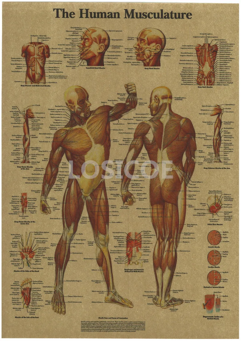 Vintage Medicine Human anatomy Posters Kraft Paper Painting Wall Sticker Print Art Hospital Classrooms Interior Decoration A3
