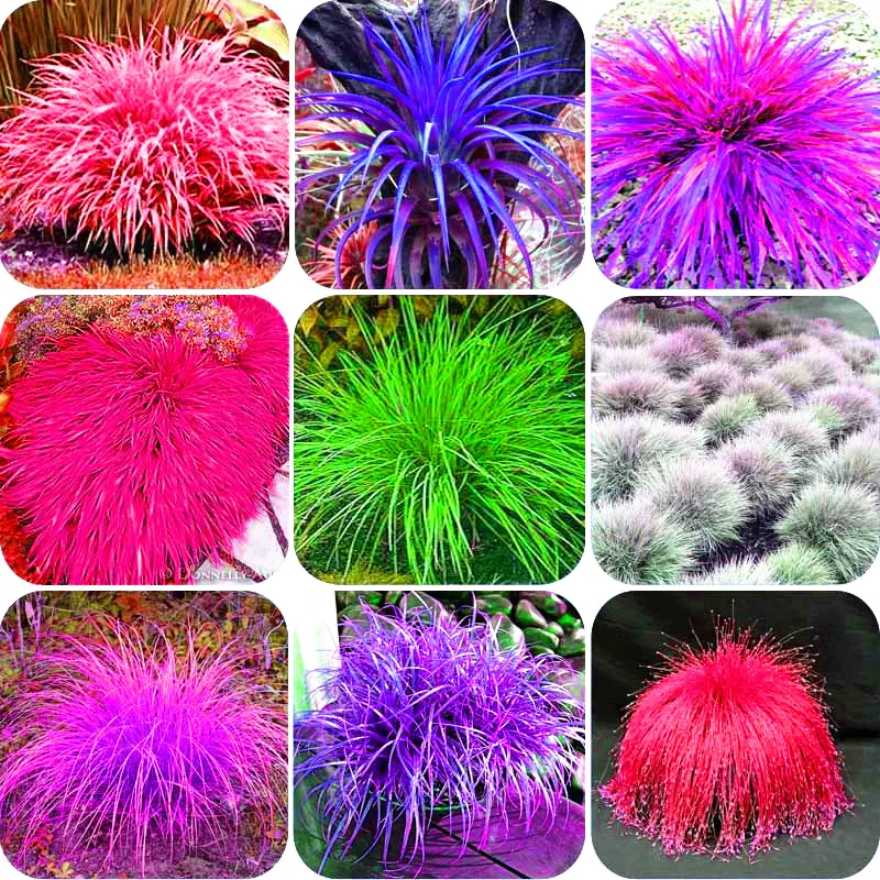 Image 100 mix Fescue Grass Seeds   (Festuca glauca) perennial hardy ornamental grass so easy to grow grass for home garden