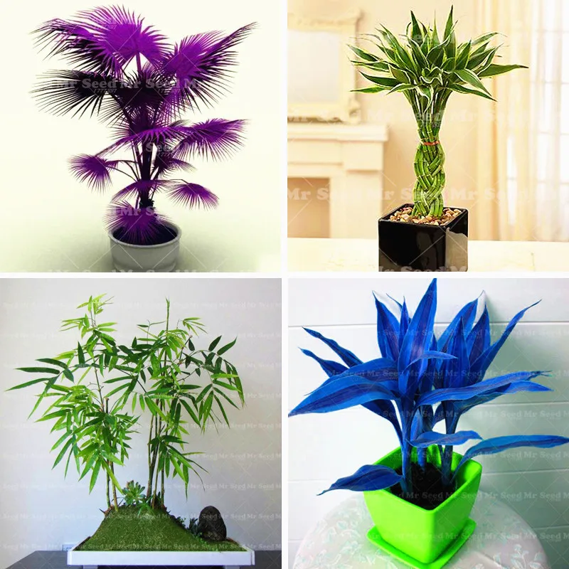 

20pcs rare bamboo bonsai plant lucky bamboo balcony planting simple home garden decoration potted plants