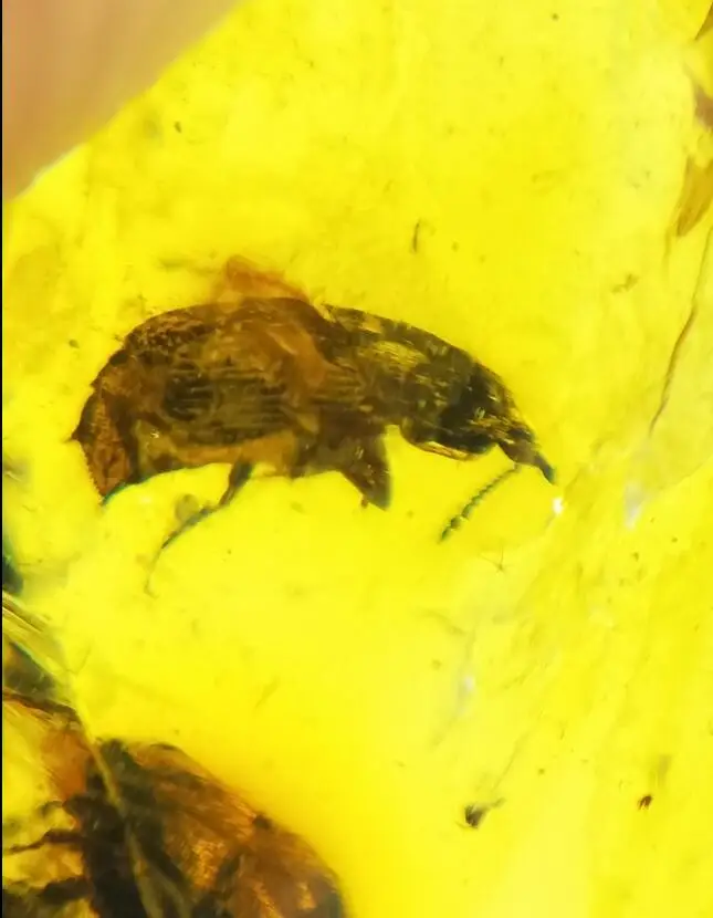 

Cretaceous rare unique three beetles Myanmar Amber insect 100 million years ago lynx stone ring surface mens jewelry accessory