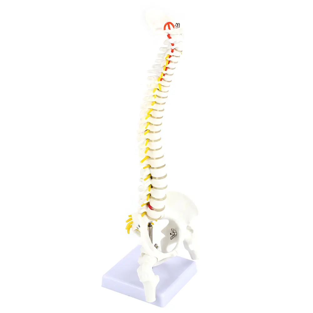 

Spine Anatomical Model PVC Human Spine Model Doctor Vertebral Column Model