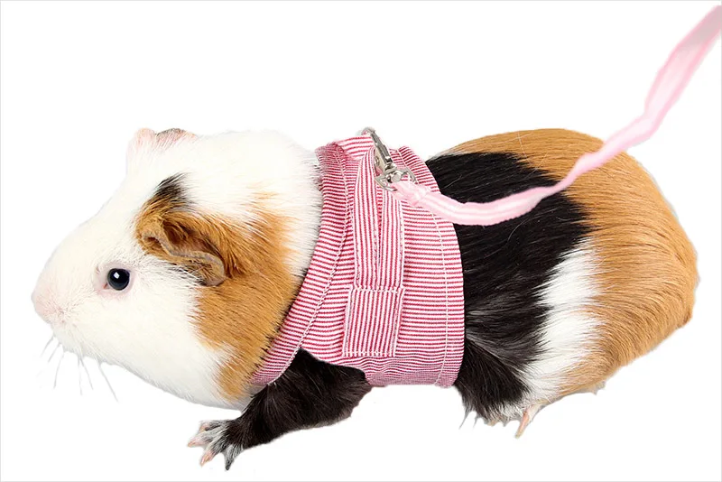 Hamster rabbit harness and leash set
