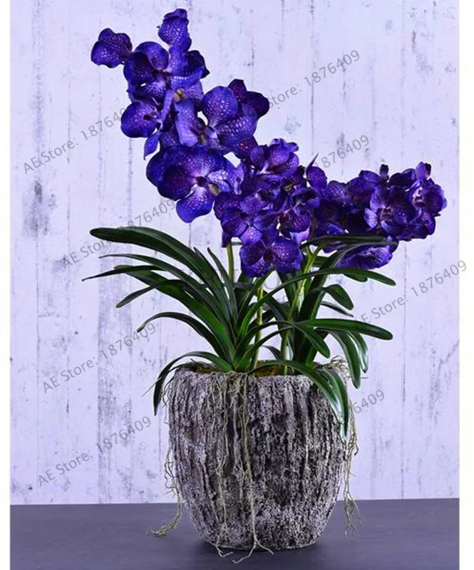 Свежий 100 шт./пакет Фиолетовый Синий Орхидея flores, фаленопсис Орхидея, бонсай растения, горшки для орхидей, растения для дома и сада - Цвет: 14
