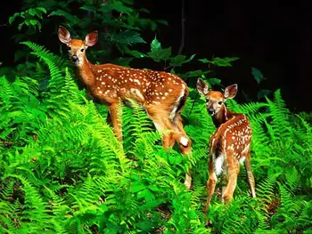 

The deers wall hanging home decor picture gobelin tapestry fashion multifunctional art picture,Nice gifts for family