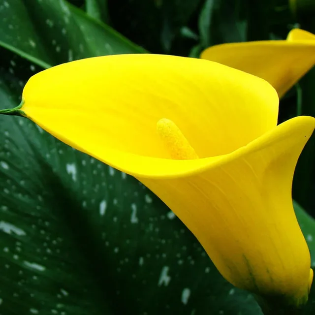 1pcs Bulb Rare Yellow Calla Lily Bulbs Perennial Bonsai Plant