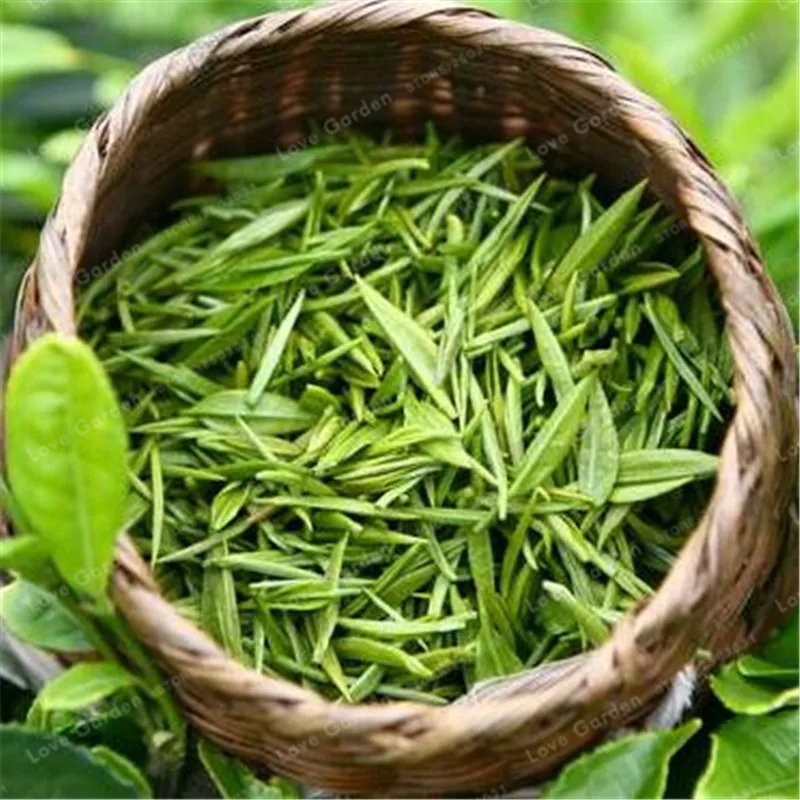 2 шт. Китайский зеленый чай дерево бонсай завод DIY чай для здоровое карликовое дерево чайное дерево домашний сад