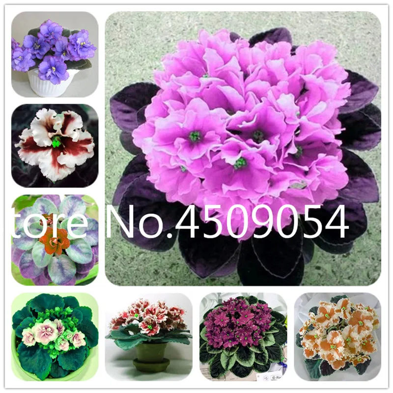 

200pcs Mini Bonsai Violet plants Rare African Flower For Garden Potted Perennial Herb Indoor Plants Flowers Matthiola Incana pla