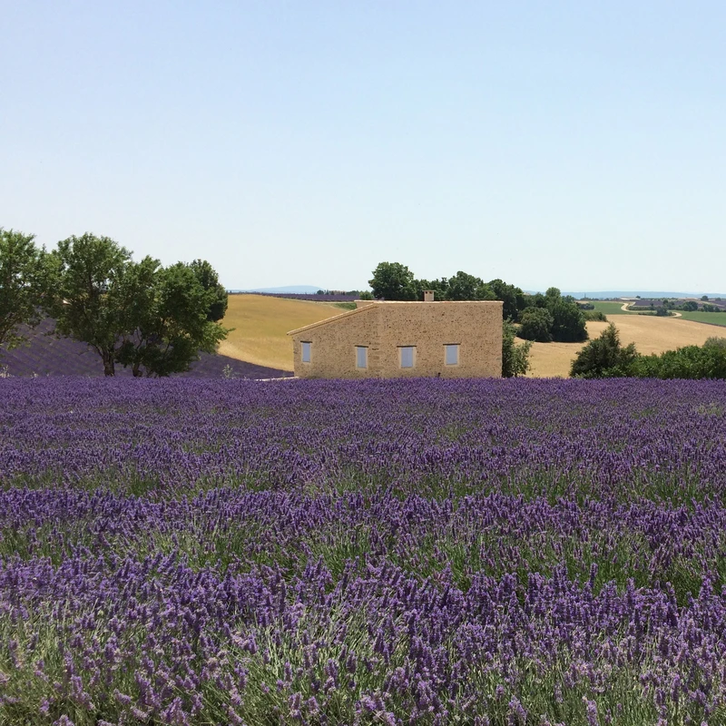 старозолотовский хутор лавандовое поле. лавандовое поле в ростовской области хутор старозолотовский. лаванда хутор. лаванда хутор. лаванда хутор.
