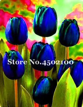 

Bonsai 120 Pcs Dark Bule Tulip Bonsai (Not Tulip Bulbs) Rainbow Tulip High-Grade Flower Potted Plant Most Beautiful * Colorful